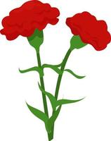 dianthus bloem ,illustratie,vector Aan wit achtergrond vector