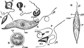 euglena viridis, wijnoogst illustratie. vector