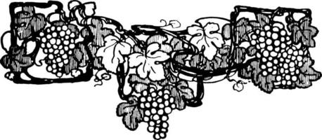 fruit staartstuk hebben drie druiven bundel en groot bladeren, wijnoogst gravure. vector