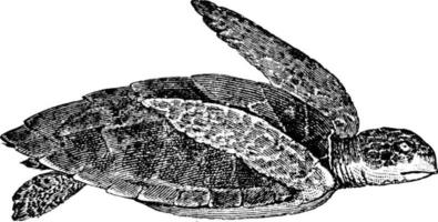 karetschildpad schildpad, wijnoogst illustratie. vector