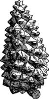 pijnboom ijshoorntje wijnoogst illustratie. vector
