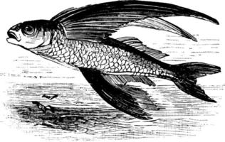vliegend vis, wijnoogst illustratie. vector