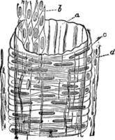 structuur van een slagader, wijnoogst illustratie. vector