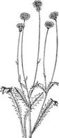 crepis rubra wijnoogst illustratie. vector