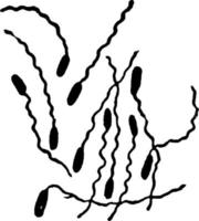 pseudomonas macroselmis, wijnoogst illustratie. vector