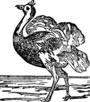 struisvogel, wijnoogst illustratie. vector