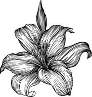 lelie bloemen. zwart en wit vector tekening. voor kleuren en illustratie.