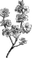 bloeiend Afdeling van amygdalus communis wijnoogst illustratie. vector