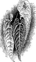 anthurium warocqueanum wijnoogst illustratie. vector