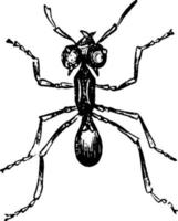 rood mier, wijnoogst illustratie. vector