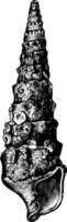 cerithium gigantisch wijnoogst illustratie. vector