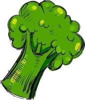 broccoli schetsen, illustratie, vector Aan wit achtergrond.