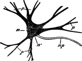 neuronen, wijnoogst illustratie. vector