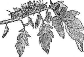 tomaat worm, wijnoogst illustratie. vector