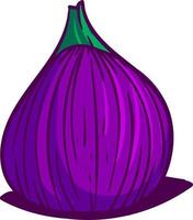 Purper vijg, illustratie, vector Aan wit achtergrond