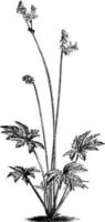 begonia heracleifolia wijnoogst illustratie. vector