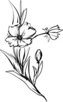 bloemen schetsen, illustratie, vector Aan wit achtergrond.