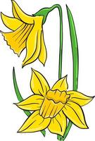 geel gele narcis , illustratie, vector Aan wit achtergrond