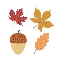 herfst bladeren en eikel- vector