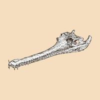 Indisch gavial schedel hoofd vector illustratie