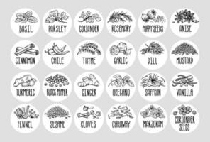 vector reeks van stickers voor specerijen. basilicum, peterselie, koriander, rozemarijn, kaneel, Chili, peper, tijm, kurkuma, zwart peper, gember, oregano, komijn, papaver, anijs, knoflook, dille, mosterd, saffraan