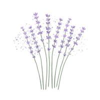 lavendel boeket geïsoleerd Aan een wit achtergrond. vector illustratie bundel van lavendel.