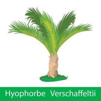 palm boom hyoforbe verschaffeltii vector