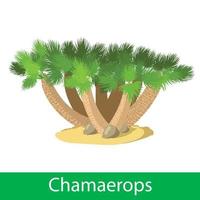 illustratie van de chamaerops vector