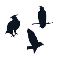 haviken vogels silhouetten met verschillende poses vector