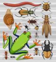set van verschillende insecten vector