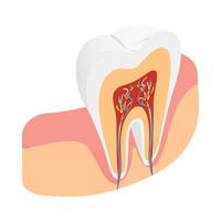 tand kruis sectie icoon, isometrische 3d stijl vector