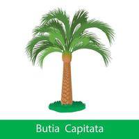 butie capitata tekenfilm boom vector