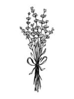 lavendel boeket monochroom schets tekening. hand- getrokken zwart en wit botanisch illustratie van bloeiend lavendel bloemen. vector