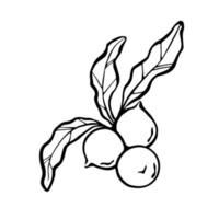 macadamia noten illustratie. vector zwart en wit schets tekening