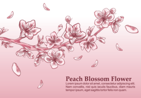Peach Blossom Vector Illustration