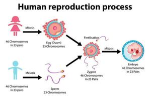 reproductieproces van menselijke infographic vector