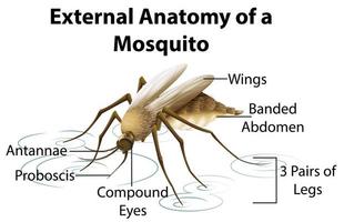 externe anatomie van een muggenkaart vector