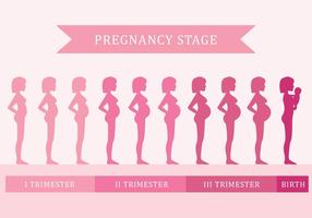 zwangerschap Stage vector