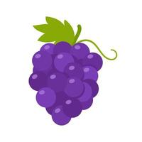 Purper druiven. gezond zoet fruit voor vegetariërs. vector