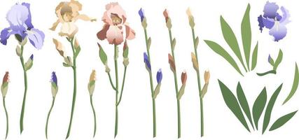 reeks van bloemen ontwerp elementen, iris bloemen en knoppen, bladeren en stengels. geïsoleerd Aan wit achtergrond vector