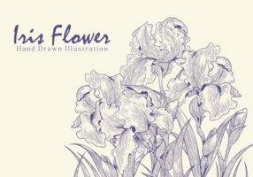 Gratis Hand Drawn Iris Vectoren van de bloem