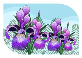 Iris Flower Vector Illustration