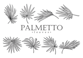 Palmetto Leaves Vector