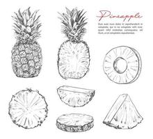 ananas schetsen, vector fruit van tropisch fabriek