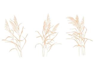 droog riet vector voorraad illustratie. geïsoleerd Aan een wit achtergrond. een takje van riet. moeras gras.