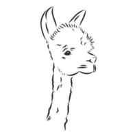 lama vector schetsen