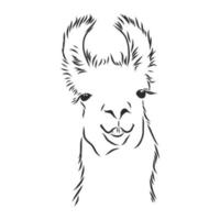 lama vector schetsen