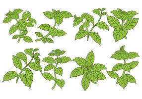 Stevia blad vector set