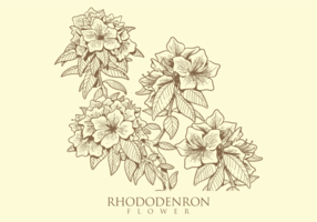 Gratis Hand Drawn Rhododendron Flower Vectoren