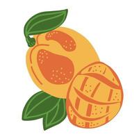 mango. geheel, voor de helft, mango bladeren. mooi zo voor affiches, pakket, t-shirts, ansichtkaarten, boodschappen doen Tassen. vector hand- trek tekenfilm illustratie.